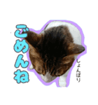 猫のころ（個別スタンプ：12）