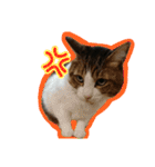 猫のころ（個別スタンプ：13）