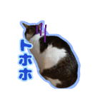 猫のころ（個別スタンプ：14）
