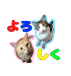 猫のころ（個別スタンプ：15）