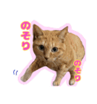 猫のころ（個別スタンプ：16）