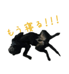 世界一おバカなラブラドール（個別スタンプ：5）