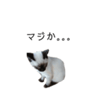 うしろだ猫（個別スタンプ：1）