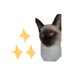 うしろだ猫（個別スタンプ：2）