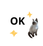 うしろだ猫（個別スタンプ：5）