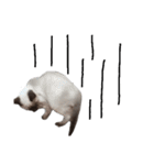 うしろだ猫（個別スタンプ：6）