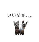 うしろだ猫（個別スタンプ：8）