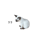 うしろだ猫（個別スタンプ：9）