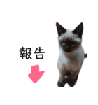 うしろだ猫（個別スタンプ：10）