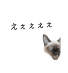 うしろだ猫（個別スタンプ：11）