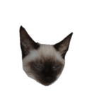 うしろだ猫（個別スタンプ：12）