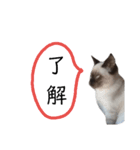 うしろだ猫（個別スタンプ：15）