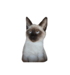 うしろだ猫（個別スタンプ：17）