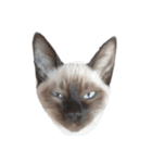 うしろだ猫（個別スタンプ：19）