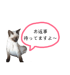うしろだ猫（個別スタンプ：20）