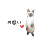 うしろだ猫（個別スタンプ：21）