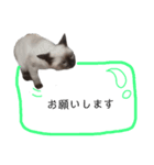 うしろだ猫（個別スタンプ：22）