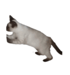うしろだ猫（個別スタンプ：23）