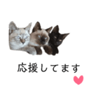 うしろだ猫（個別スタンプ：24）