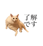 デブ猫ラズくん☆（個別スタンプ：4）