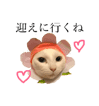 デブ猫ラズくん☆（個別スタンプ：7）