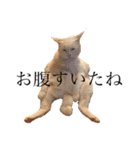 デブ猫ラズくん☆（個別スタンプ：8）