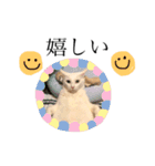 デブ猫ラズくん☆（個別スタンプ：11）