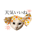 デブ猫ラズくん☆（個別スタンプ：13）