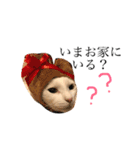 デブ猫ラズくん☆（個別スタンプ：15）