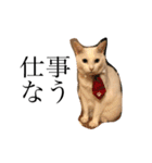 デブ猫ラズくん☆（個別スタンプ：16）