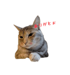 むぎわら猫（個別スタンプ：1）