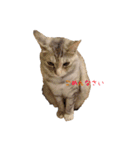 むぎわら猫（個別スタンプ：2）