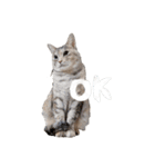 むぎわら猫（個別スタンプ：3）