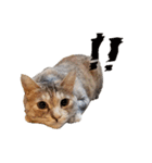 むぎわら猫（個別スタンプ：4）