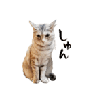 むぎわら猫（個別スタンプ：5）