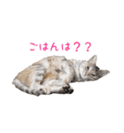 むぎわら猫（個別スタンプ：7）