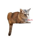 むぎわら猫（個別スタンプ：8）