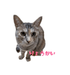 むぎわら猫（個別スタンプ：9）