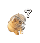 むぎわら猫（個別スタンプ：10）