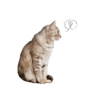 むぎわら猫（個別スタンプ：11）