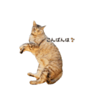 むぎわら猫（個別スタンプ：12）