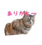 むぎわら猫（個別スタンプ：13）
