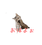むぎわら猫（個別スタンプ：14）