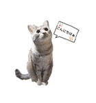 むぎわら猫（個別スタンプ：15）