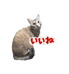 むぎわら猫（個別スタンプ：16）