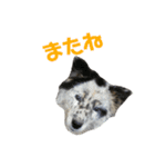 マミゴロウ王国（個別スタンプ：1）