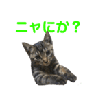 マミゴロウ王国（個別スタンプ：5）