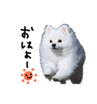 もふポメ福詠くん10（個別スタンプ：5）