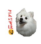 もふポメ福詠くん10（個別スタンプ：6）