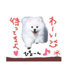 もふポメ福詠くん10（個別スタンプ：20）